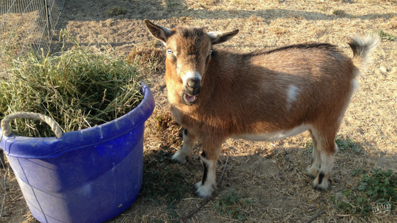 Goats get colds too! This is how I help my goats recover quickly when they have a runny nose or signs of a cold.