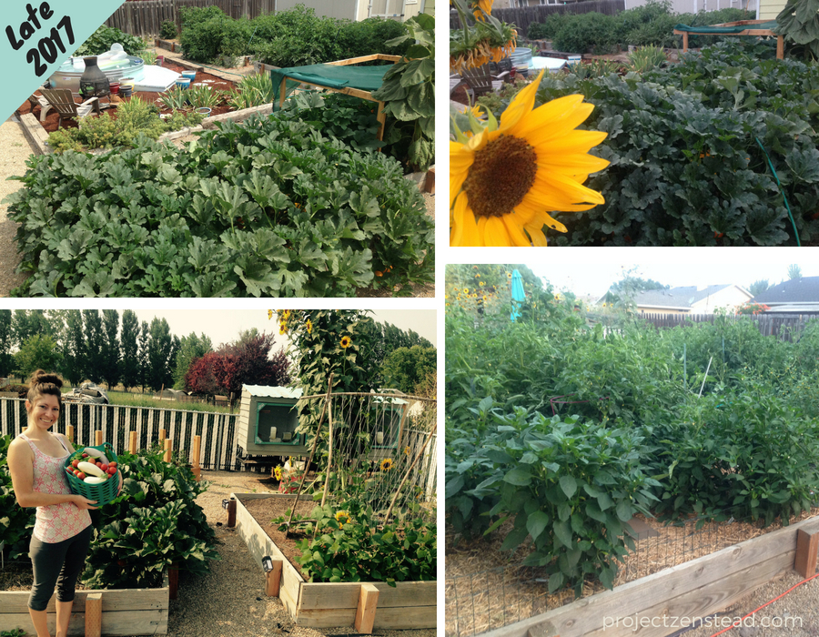 We completely transformed our abandoned and overgrown garden using all-natural, no-till garden practices to create a beautiful and productive garden within a year!