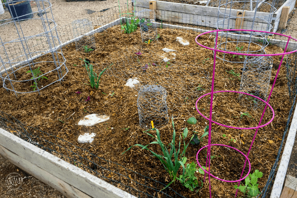 Garden bed with wire cloches and wire fence on the ground to protect plants.