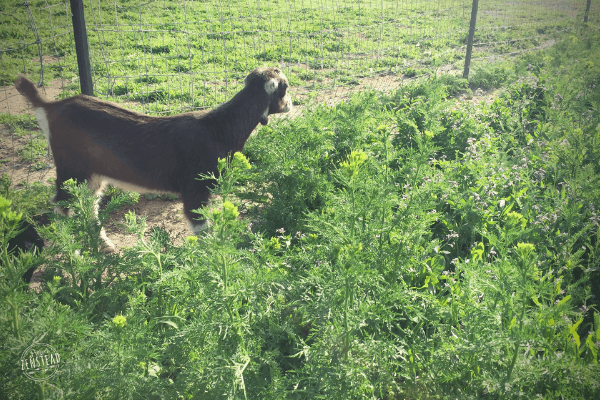 Behind the Scenes April 2019: young goat standing in field of green weeds