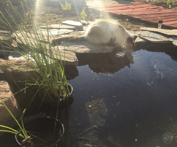 June 2019: Cat drinking from small wildlife pond