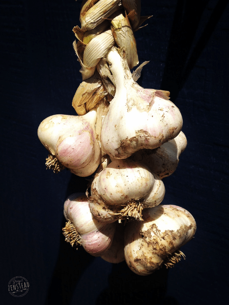 Homemade Garlic Powder: braid of garlic heads against dark black background