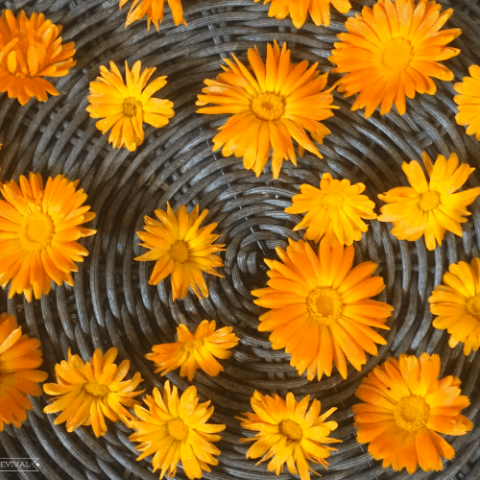 A bunch of calendula flowers drying in a woven basket