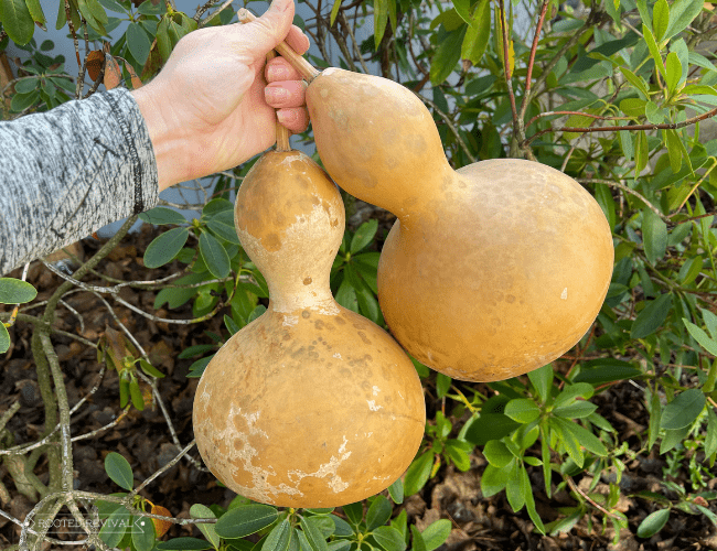 A woman's hand holds up two dried brown-yellow birdhouse gourds