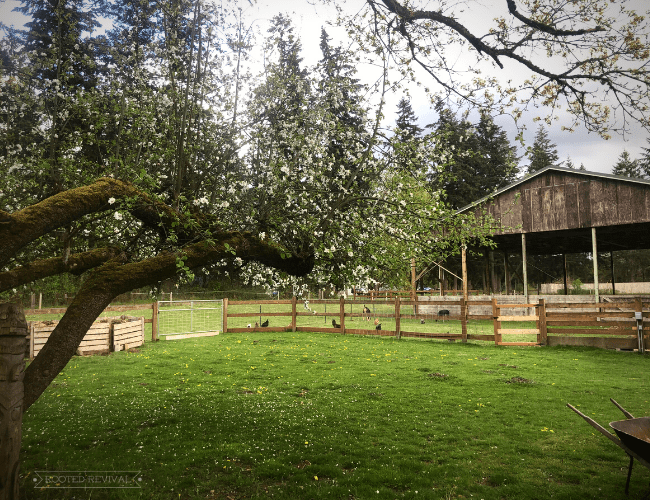 A green field is lined with wood rail fences. In the background is a large arena. In there foreground, there is a blooming apple tree.