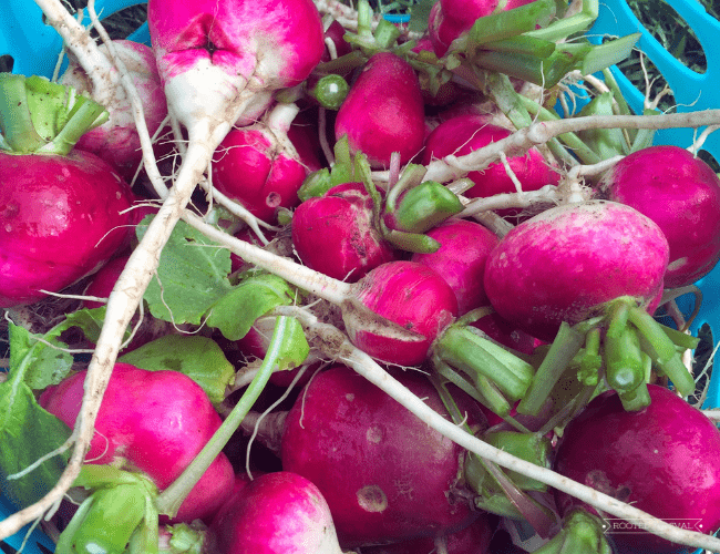 A basket full of bright pink radishes