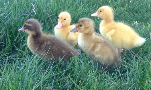 raising ducks: 5 things no one told us