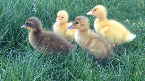 raising ducks: 5 things no one told us