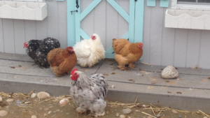 10 Chicken Coop Hacks You'll Want to Steal