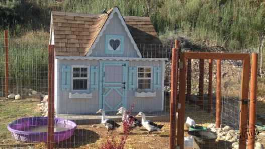 Chicken Coop Tour!