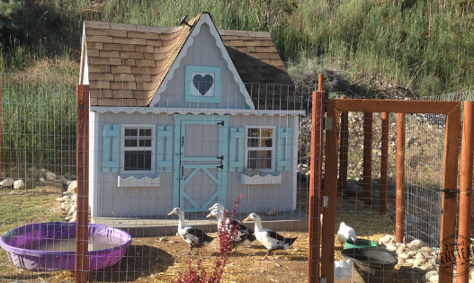 Chicken Coop Tour!