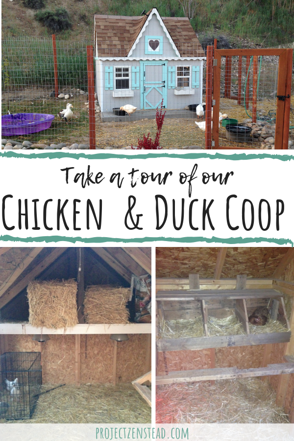 Chicken & Duck Coop #chicken #coop #duck #duckhouse