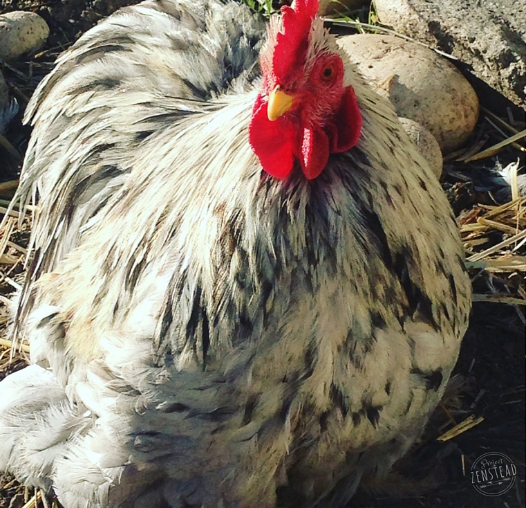 lazy gardening chickens