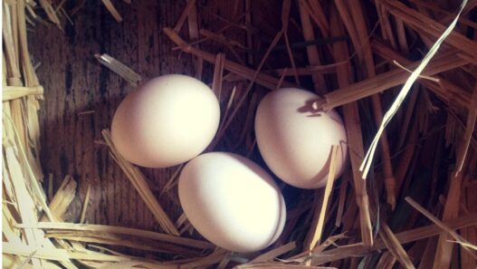 lazy gardening chickens