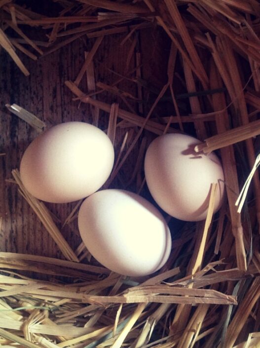 lazy gardening chickens