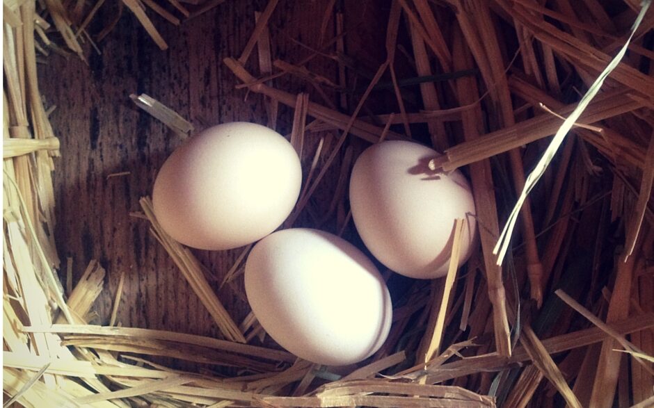 lazy gardening chickens