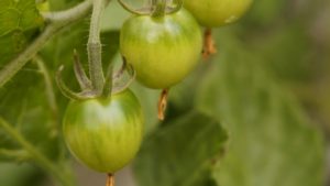 green tomato recipe