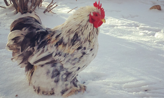 winter chicken health tips