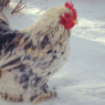 winter chicken health tips