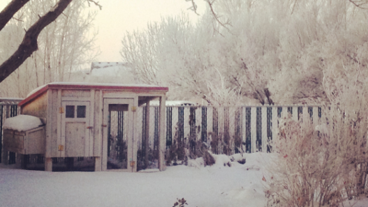 winter chicken coop tips