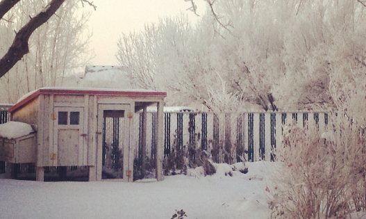 winter chicken coop tips