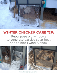3 pictures showing glass windows leaning against a chicken run and chickens inside the run. Text reads: Repurpose old windows to generate passive solar heat and to block wind & snow