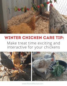 3 Pictures of chickens eating interactive snacks, including ones hanging on a string. Text reads: Make treat time exciting and interactive for chickens