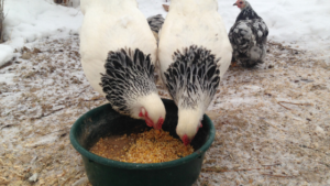 During the winter, chicken nutrition is important! These 5 easy tips will help ensure your chickens stay nourished and happy this winter!