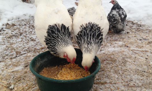 During the winter, chicken nutrition is important! These 5 easy tips will help ensure your chickens stay nourished and happy this winter!