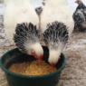 During the winter, chicken nutrition is important! These 5 easy tips will help ensure your chickens stay nourished and happy this winter!