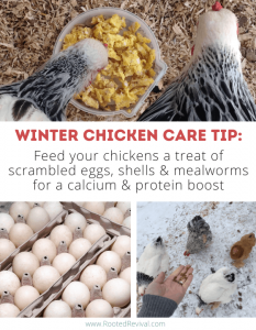 3 pictures of chickens eating snacks. Text reads: Feed your chickens a treat of scrambled eggs, shells & mealworms for a calcium & protein boost