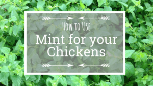 Awesome ways to use mint for chickens