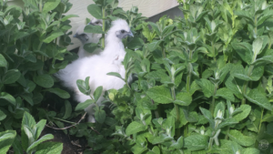 Awesome ways to use mint for chickens