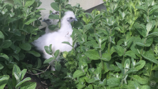 Mint is one of my favorite herbs to grow in the chicken yard - here's why!