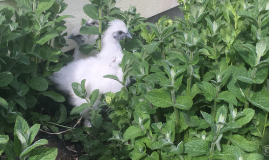 Mint is one of my favorite herbs to grow in the chicken yard - here's why!