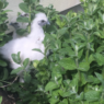 Mint is one of my favorite herbs to grow in the chicken yard - here's why!