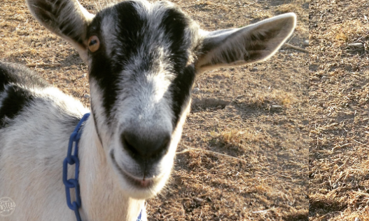 Goats get colds too! This is how I help my goats recover quickly when they have a runny nose or signs of a cold.