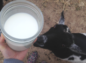 Wondering about adding milk goats to your homestead? I'm answering the top 10 questions that people ask me about owning goats!