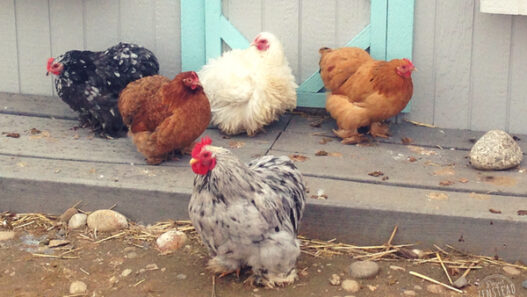 We have the answers to 10 common questions that people ask before getting backyard chickens!