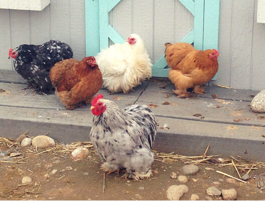 We have the answers to 10 common questions that people ask before getting backyard chickens!