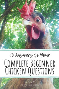 We have the answers to 10 common questions that people ask before getting backyard chickens!