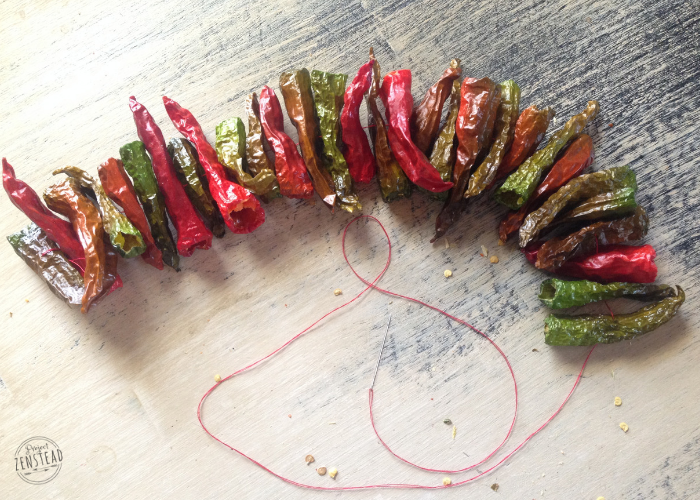 chili peppers strung onto thread, sitting on table