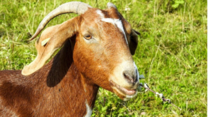 Learn about 7 popular meat goat breeds and find the best one for your homestead!