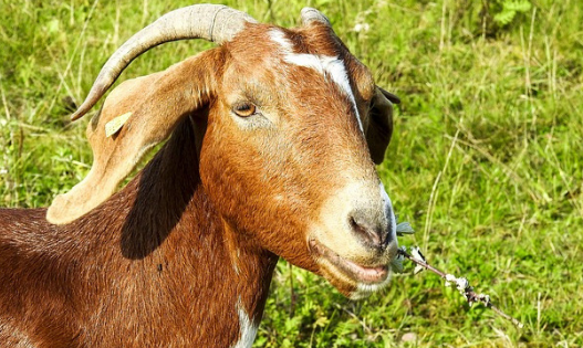 Learn about 7 popular meat goat breeds and find the best one for your homestead!