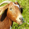 Learn about 7 popular meat goat breeds and find the best one for your homestead!