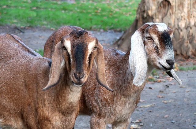 Learn about 7 popular meat goat breeds and pick the best one for your homestead!