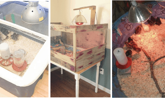 12 DIY chick brooders you can build this weekend!