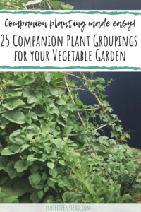 25 companion plant groupings for your vegetable garden
