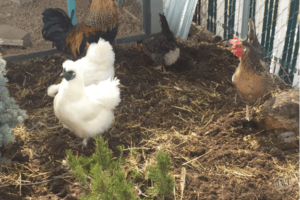 Behind the Scenes: March 2019 – Chickens scratching in compost laid in flower bed