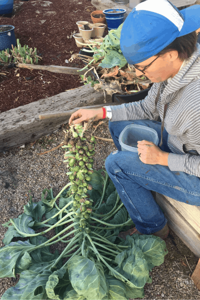 The Truth about Growing your own Food: Harvesting Brussel sprouts from their stalk